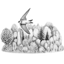 Иллюстрация к рассказу Виталия Бианки "Лесные домишки". Титул