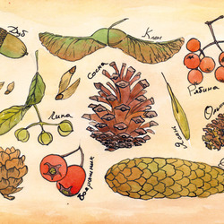 Плоды и семена