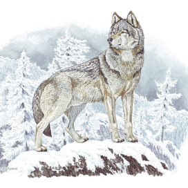 Белый снег, серый волк...