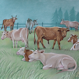 Мирно пасутся коровы