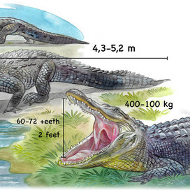 иллюстрация к книге о крокодилах