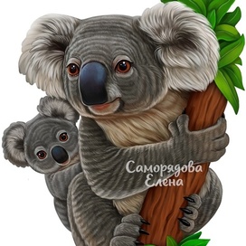 Семья коал