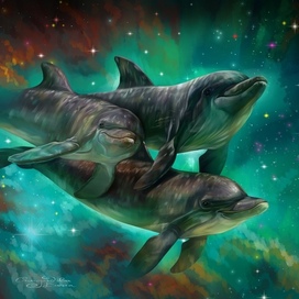 Дельфины и звезды