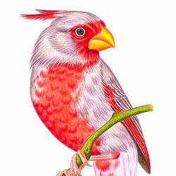 попугайный кардинал