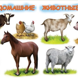 Иллюстрации для книги про животных. На ферме