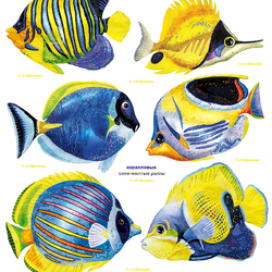 Коралловые рыбы сине-жёлтого цвета