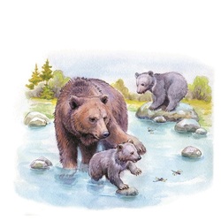 Купание медвежат