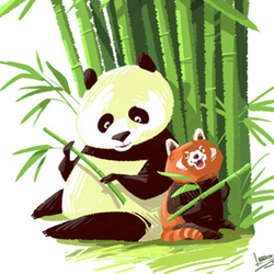 Две панды