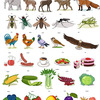 Животные, насекомые, птицы, еда, овощи, фрукты